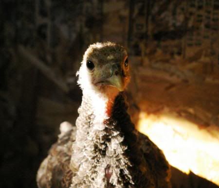 turkeys