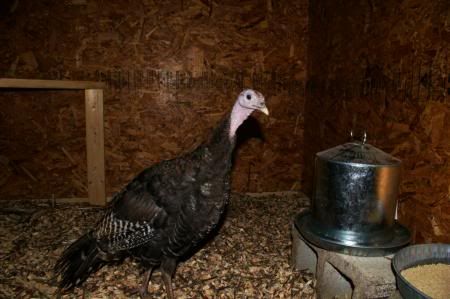 turkeys