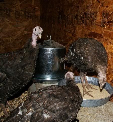 turkeys