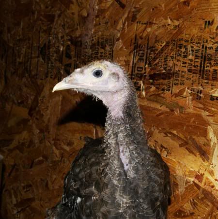 turkeys