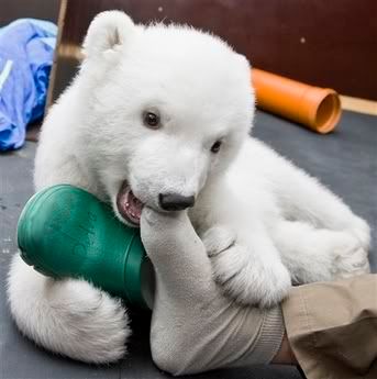 polar-bear-foot.jpg