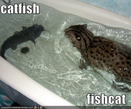 funny-pictures-catfish-fishcat.jpg