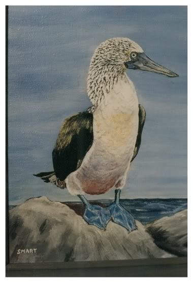 Blue-Footed Booby Bird Pictures, Images and Photos