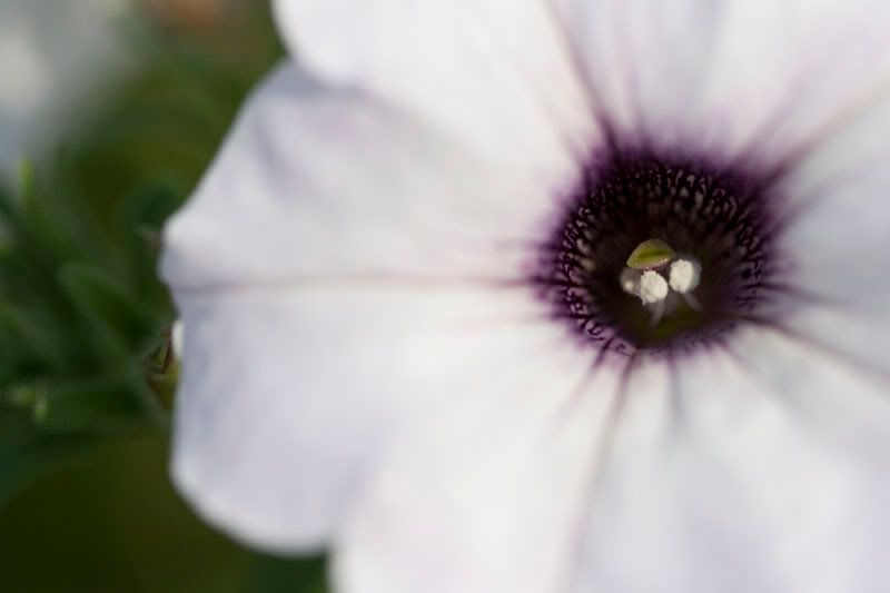 IMAGE: http://i119.photobucket.com/albums/o152/j_fusion/macro/1st_shot_100mm.jpg