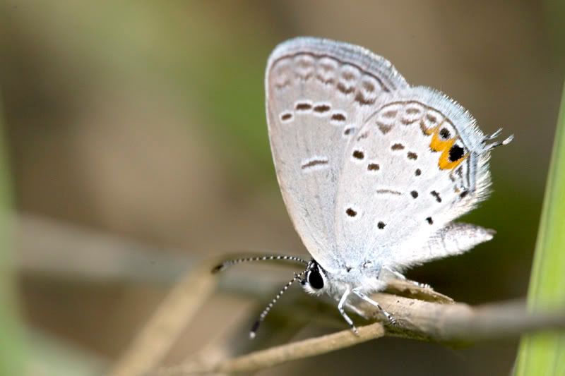 IMAGE: http://i119.photobucket.com/albums/o152/j_fusion/macro/IMG_0347.jpg