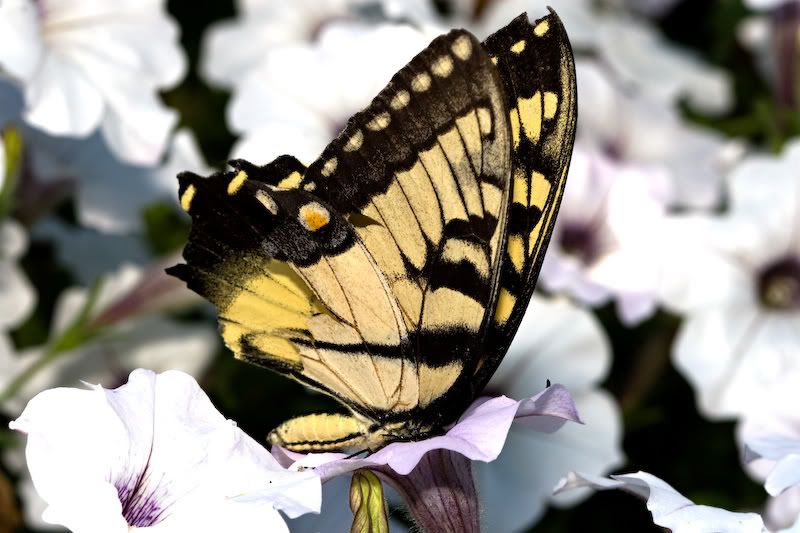 IMAGE: http://i119.photobucket.com/albums/o152/j_fusion/macro/IMG_1030-Edit_bfly001.jpg