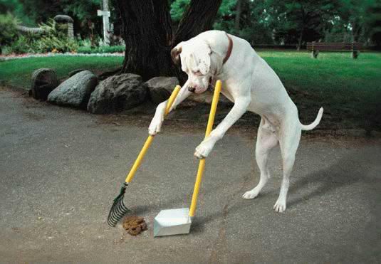 dog-doing-his-own-chores.jpg