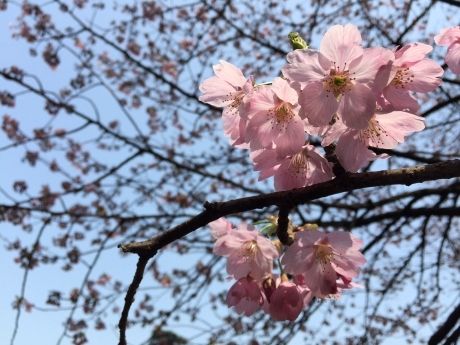 photo 20150322-05_zpsogjxgfnj.jpg