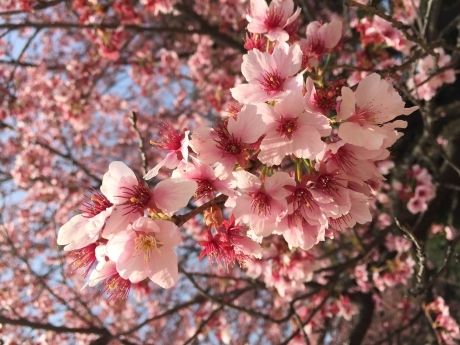 photo 20150322-06_zpsfwto7d7h.jpg