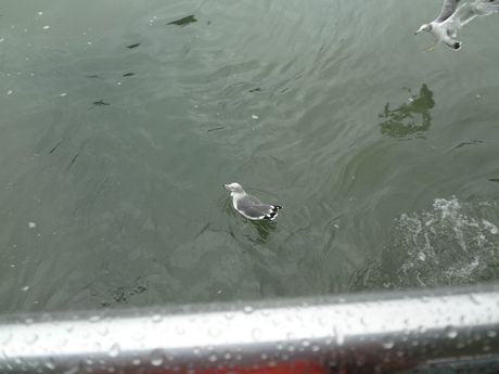 photo 20160618-49_zpsraf2tcl5.jpg