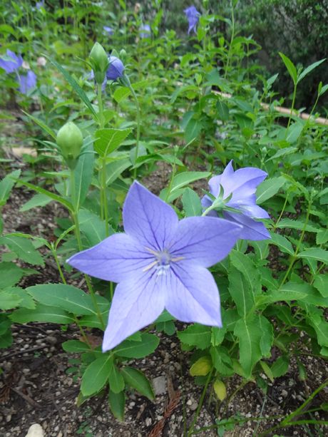 photo 20160917-12_zpsbgnzullv.jpg