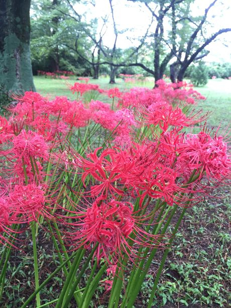 photo 20160919-40_zpsy4cxiax8.jpg