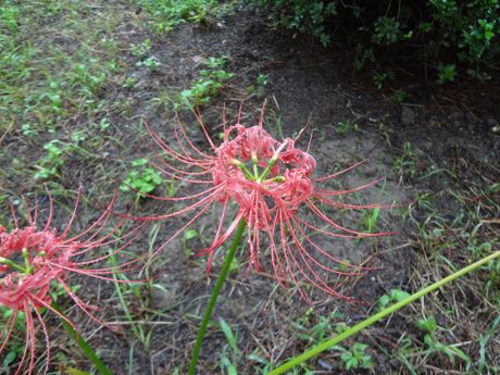 photo 20160919-42_zpsembrbpvd.jpg