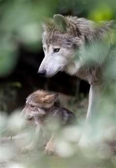 wolves Pictures, Images and Photos