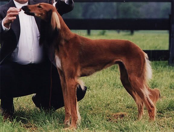 Red Saluki