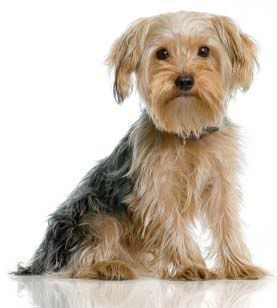 Get yorkshire terrier hair cuts information