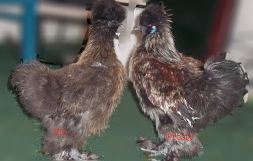 Sexing Your Silkies Pictures And Tips Updated July 5 12 Backyard Chickens Learn How To 4158