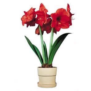 amaryllis Pictures, Images and Photos