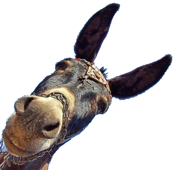 burro.png
