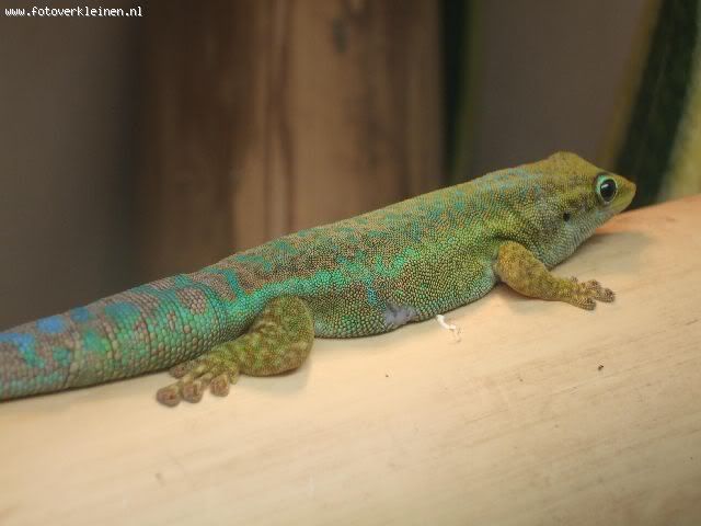 Phelsuma.jpg