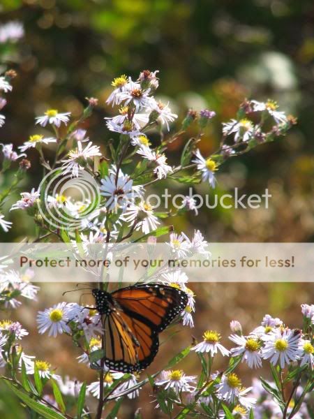 re: Butterfly Pics