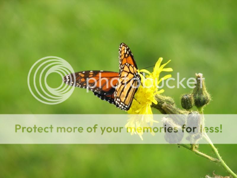 re: Butterfly Pics