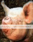 ugly pig Pictures, Images and Photos