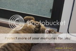 Photo Sharing and Video Hosting at Photobucket